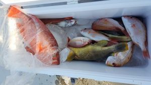 魚