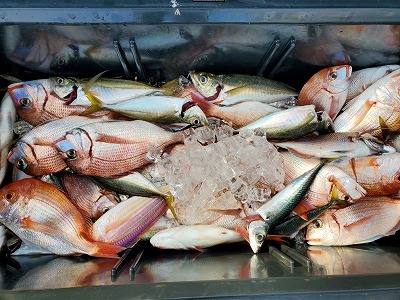 大量の魚