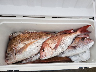 魚