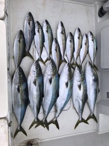 大量の魚